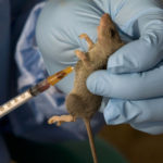Lassa Fever kills one in Kaduna, another new case confirmed
