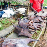 Monkeypox: FG bans sale and consumption of bush meat