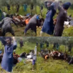 Terrorists flog victims of Abuja-Kaduna train attack, threaten to kill them and destroy Nigeria