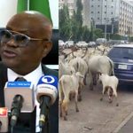 We cannot allow cows inside Abuja – Wike vows to end open grazing in FCT