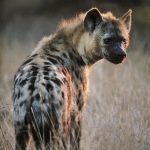 Residents urged to be vigilant as hyena escapes from Jos Wildlife Park